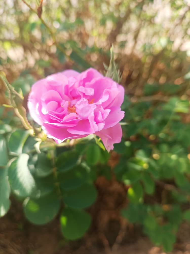 نمونه شماره4